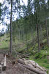 defrisari, piatra craiului, dezastru sudic
