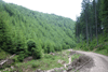 defrisari, piatra craiului, dezastru sudic